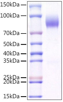 Recombinant Mouse CD200R1 Protein was determined by SDS-PAGE under reducing conditions with Coomassie Blue.