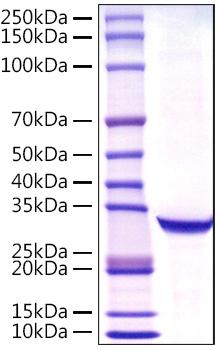 Recombinant Human PSA/KLK3 Protein was determined by SDS-PAGE under reducing conditions with Coomassie Blue.
