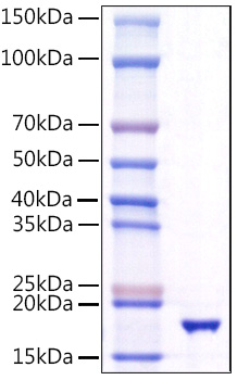 Recombinant Human TNFSF10/TRAIL/CD253 Protein was determined by SDS-PAGE under reducing conditions with Coomassie Blue.