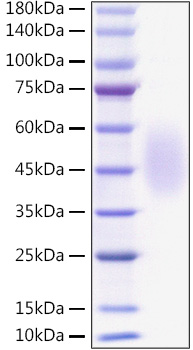 Recombinant Mouse B7-H2/ICOSLG/CD275 Protein was determined by SDS-PAGE under reducing conditions with Coomassie Blue.