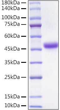 Recombinant Mouse Alpha-2-MRAP/LRPAP1 Protein was determined by SDS-PAGE under reducing conditions with Coomassie Blue.