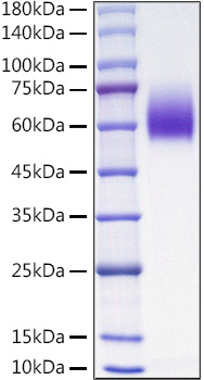 Recombinant Mouse PVR/CD155 Protein was determined by SDS-PAGE under reducing conditions with Coomassie Blue.