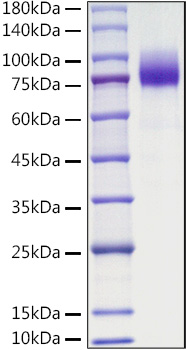 Recombinant Mouse CSF1R/M-CSF R/CD115 Protein was determined by SDS-PAGE under reducing conditions with Coomassie Blue.