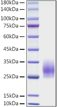 Recombinant Mouse CD83 Protein was determined by SDS-PAGE under reducing conditions with Coomassie Blue.