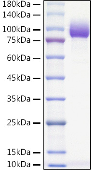 Recombinant Mouse PVR/CD155 Protein was determined by SDS-PAGE under reducing conditions with Coomassie Blue.