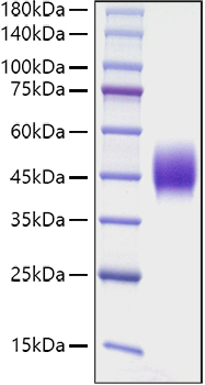Recombinant Mouse SLAMF2/CD48 Protein was determined by SDS-PAGE under reducing conditions with Coomassie Blue.