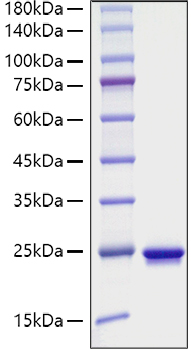 Recombinant Mouse Sonic hedgehog protein N-product/SHH Protein was determined by SDS-PAGE under reducing conditions with Coomassie Blue.