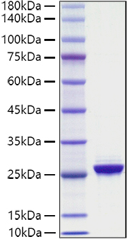 Recombinant Human NF-L/NEFL Protein was determined by SDS-PAGE under reducing conditions with Coomassie Blue.