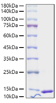 Recombinant Human S100-A4 Protein was determined by SDS-PAGE under reducing conditions with Coomassie Blue.