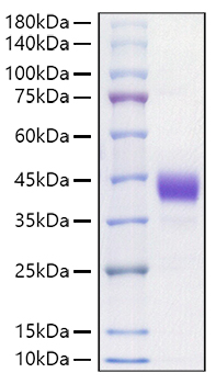 Recombinant Mouse CD52 Protein was determined by SDS-PAGE under reducing conditions with Coomassie Blue.
