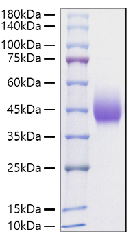Recombinant Rat B7-H1/PD-L1/CD274 Protein was determined by SDS-PAGE under reducing conditions with Coomassie Blue.