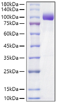Recombinant Mouse Tyrosine-protein kinase receptor UFO/Axl Protein was determined by SDS-PAGE under reducing conditions with Coomassie Blue.