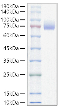 Recombinant Mouse ALCAM/CD166 Protein was determined by SDS-PAGE under reducing conditions with Coomassie Blue.