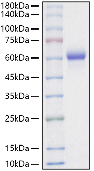 Recombinant Mouse Asparaginyl endopeptidase/Legumain/LGMN Protein was determined by SDS-PAGE under reducing conditions with Coomassie Blue.