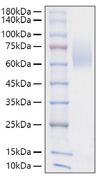 Recombinant Mouse SIRP-alpha/CD172a Protein was determined by SDS-PAGE under reducing conditions with Coomassie Blue.