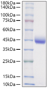 Recombinant Mouse Nectin-2/PVRL2/CD112 Protein was determined by SDS-PAGE under reducing conditions with Coomassie Blue.