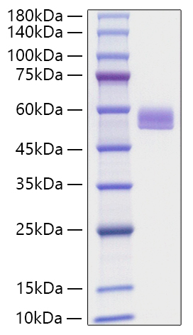 Recombinant Mouse Serpin F1/PEDF Protein was determined by SDS-PAGE under reducing conditions with Coomassie Blue.