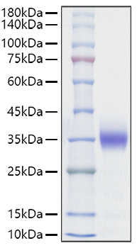 Recombinant Rat Sclerostin/SOST Protein was determined by SDS-PAGE under reducing conditions with Coomassie Blue.