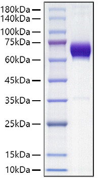 Recombinant Mouse B7-DC/PD-L2/CD273 Protein was determined by SDS-PAGE under reducing conditions with Coomassie Blue.