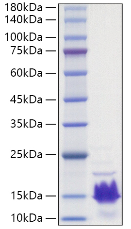 Recombinant Human Parathormone/PTH Protein was determined by SDS-PAGE under reducing conditions with Coomassie Blue.