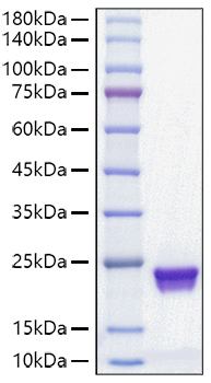 Recombinant Mouse MUP-1 Protein was determined by SDS-PAGE under reducing conditions with Coomassie Blue.