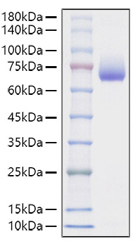 Recombinant Mouse SLAMF2/CD48 Protein was determined by SDS-PAGE under reducing conditions with Coomassie Blue.