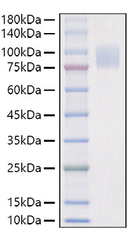 Recombinant Mouse IL-17RA/CD217 Protein was determined by SDS-PAGE under reducing conditions with Coomassie Blue.