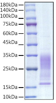Recombinant Mouse IL-13 Protein was determined by SDS-PAGE under reducing conditions with Coomassie Blue.