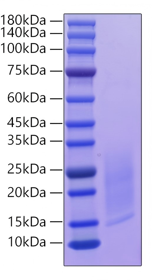 Recombinant Mouse IL-13 Protein was determined by SDS-PAGE under reducing conditions with Coomassie Blue.
