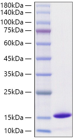 Recombinant Monkeypox virus D6L Protein was determined by SDS-PAGE under reducing conditions with Coomassie Blue.
