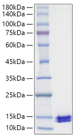 Recombinant Human CCL5/RANTES Protein was determined by SDS-PAGE under reducing conditions with Coomassie Blue.