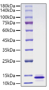Recombinant Human CCL13/MCP-4 Protein was determined by SDS-PAGE under reducing conditions with Coomassie Blue.
