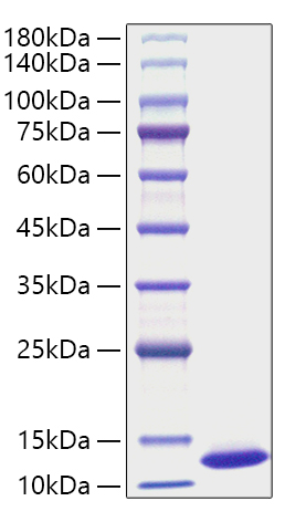 Recombinant Mouse CXCL1/GRO-alpha Protein was determined by SDS-PAGE under reducing conditions with Coomassie Blue.