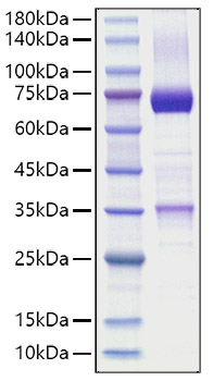 Recombinant Human Wnt-3a Surrogate Protein was determined by SDS-PAGE under reducing conditions with Coomassie Blue.