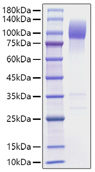 Recombinant Mouse SIRP-alpha/CD172a Protein was determined by SDS-PAGE under reducing conditions with Coomassie Blue.