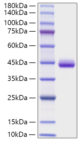 Recombinant Human CXCL1/GRO-alpha Protein was determined by SDS-PAGE under reducing conditions with Coomassie Blue.
