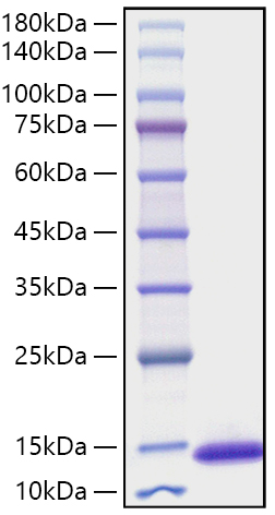 Recombinant Mouse CXCL10/IP-10 Protein was determined by SDS-PAGE under reducing conditions with Coomassie Blue.