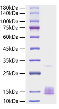 Recombinant Mouse CCL2/MCP-1 Protein was determined by SDS-PAGE under reducing conditions with Coomassie Blue.