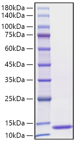 Recombinant Human CCL3/MIP-1 alpha Protein was determined by SDS-PAGE under reducing conditions with Coomassie Blue.