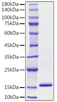 Recombinant Human S100-A8 Protein was determined by SDS-PAGE under reducing conditions with Coomassie Blue.