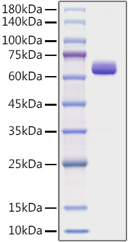 Recombinant Human Collagen I alpha 2/COL1A2 Protein was determined by SDS-PAGE under reducing conditions with Coomassie Blue.