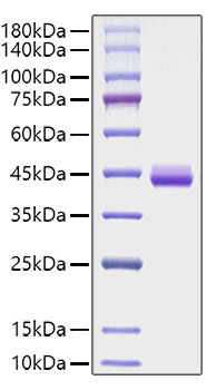 Recombinant Human CCL11/Eotaxin Protein was determined by SDS-PAGE under reducing conditions with Coomassie Blue.