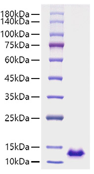 Recombinant Human CXCL12/SDF-1 Protein was determined by SDS-PAGE under reducing conditions with Coomassie Blue.