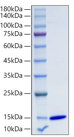 Recombinant Human CXCL10/IP-10 Protein was determined by SDS-PAGE under reducing conditions with Coomassie Blue.