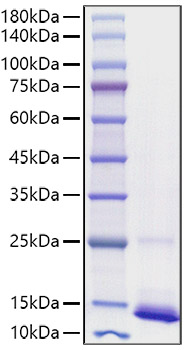 Recombinant human CD9 Protein was determined by SDS-PAGE under reducing conditions with Coomassie Blue.