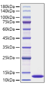 Recombinant Human CXCL1/GRO-alpha Protein was determined by SDS-PAGE under reducing conditions with Coomassie Blue.