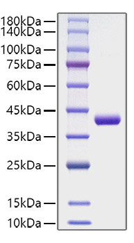 Recombinant Human CCL4/MIP-1β Protein was determined by SDS-PAGE under reducing conditions with Coomassie Blue.