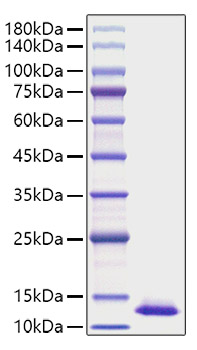 Recombinant Human CXCL2/MIP-2 Protein was determined by SDS-PAGE under reducing conditions with Coomassie Blue.