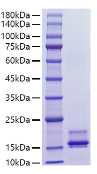Recombinant Human CCL2/MCP-1 Protein was determined by SDS-PAGE under reducing conditions with Coomassie Blue.