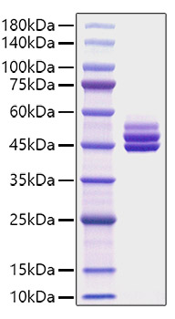 Recombinant Mouse IL-12B/IL-12 p40 Protein was determined by SDS-PAGE under reducing conditions with Coomassie Blue.